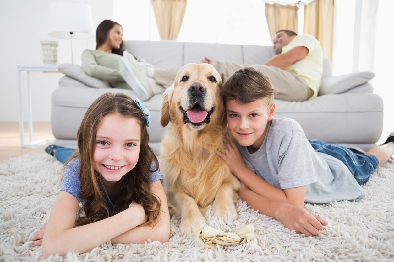 Do Air Purifiers Help With Allergens Caused By Pets? A Guide